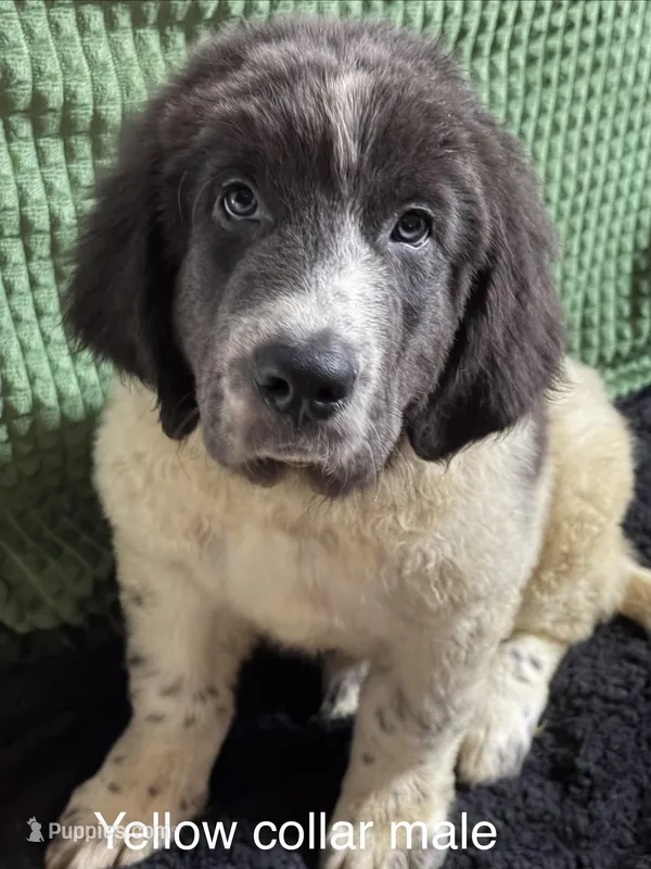 Yellow Collar Male – Newfoundland puppy for sale in Aurora, IN
