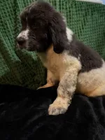 Yellow Collar Male, a male Newfoundland for sale in Aurora, IN – Photo 3 of 3