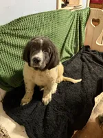 Yellow Collar Male, a male Newfoundland for sale in Aurora, IN – Photo 9 of 9