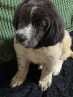 Yellow Collar Male, a male Newfoundland for sale in Aurora, IN – Photo 6 of 9