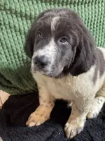 Yellow Collar Male, a male Newfoundland for sale in Aurora, IN – Photo 5 of 9