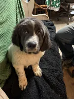 Yellow Collar Male, a male Newfoundland for sale in Aurora, IN – Photo 8 of 9