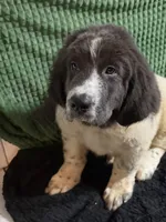 Yellow Collar Male, a male Newfoundland for sale in Aurora, IN – Photo 7 of 9