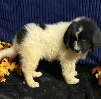 Multi Female, a female Newfoundland for sale in Aurora, IN – 3 of 8