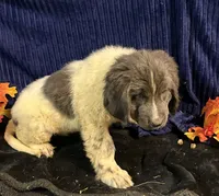 Blue Male, a male Newfoundland for sale in Aurora, IN – 6 of 7