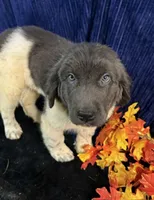 Dark Pink Female, a female Newfoundland for sale in Aurora, IN – 6 of 7