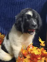 Rainbow Male, a male Newfoundland for sale in Aurora, IN – 8 of 8