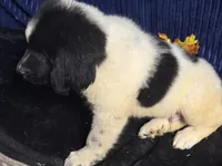 Rainbow Male, a male Newfoundland for sale in Aurora, IN – 7 of 8