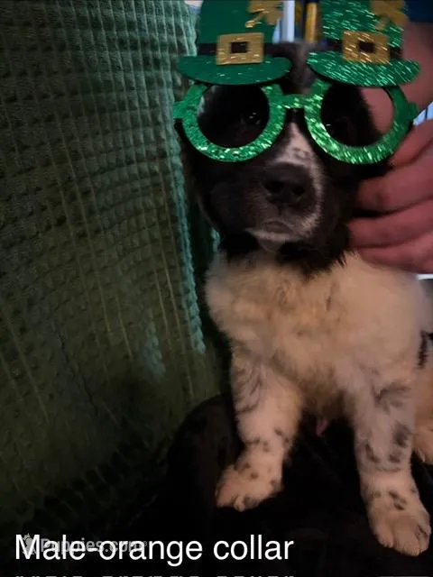 Orange collar male – Newfoundland puppy for sale in Aurora, IN