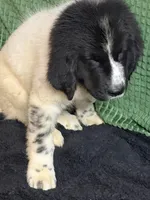 Orange collar male, a male Newfoundland for sale in Aurora, IN – Photo 7 of 8