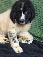 Orange collar male, a male Newfoundland for sale in Aurora, IN – Photo 8 of 8