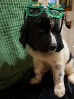 Orange collar male, a male Newfoundland for sale in Aurora, IN – Photo 4 of 4