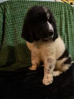 Orange collar male, a male Newfoundland for sale in Aurora, IN – Photo 3 of 4