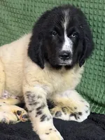 Orange collar male, a male Newfoundland for sale in Aurora, IN – Photo 1 of 8