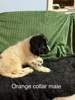 Orange collar male, a male Newfoundland for sale in Aurora, IN – Photo 6 of 8