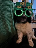 Orange collar male, a male Newfoundland for sale in Aurora, IN – Photo 2 of 4