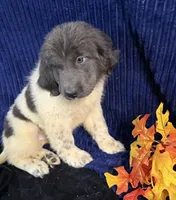 Purple Female, a female Newfoundland for sale in Aurora, IN – 4 of 8