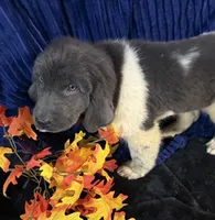 Dark Pink Female, a female Newfoundland for sale in Aurora, IN – 2 of 7