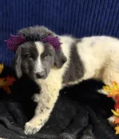 Light Pink Female, a female Newfoundland for sale in Aurora, IN – 5 of 5