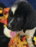 Rainbow Male, a male Newfoundland for sale in Aurora, IN – 2 of 8
