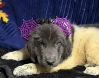 Purple Female, a female Newfoundland for sale in Aurora, IN – 2 of 8