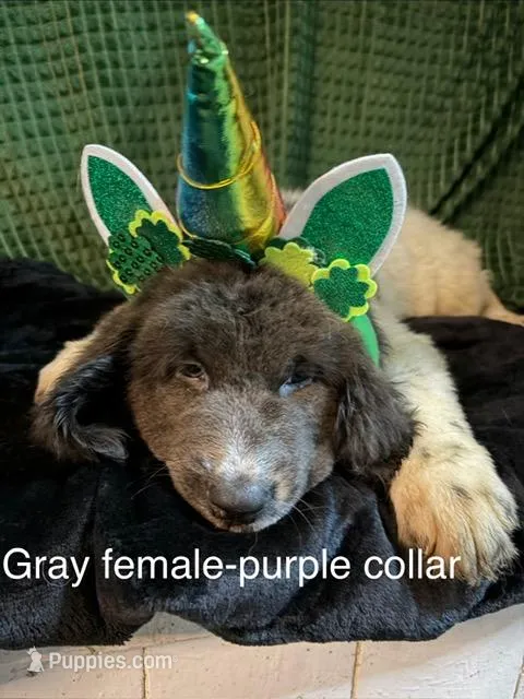 Purple collar female