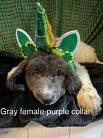 Purple collar female, a female Newfoundland for sale in Aurora, IN – Photo 1 of 3