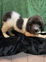 Purple collar female, a female Newfoundland for sale in Aurora, IN – Photo 3 of 3