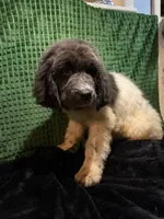 Purple collar female, a female Newfoundland for sale in Aurora, IN – Photo 2 of 3