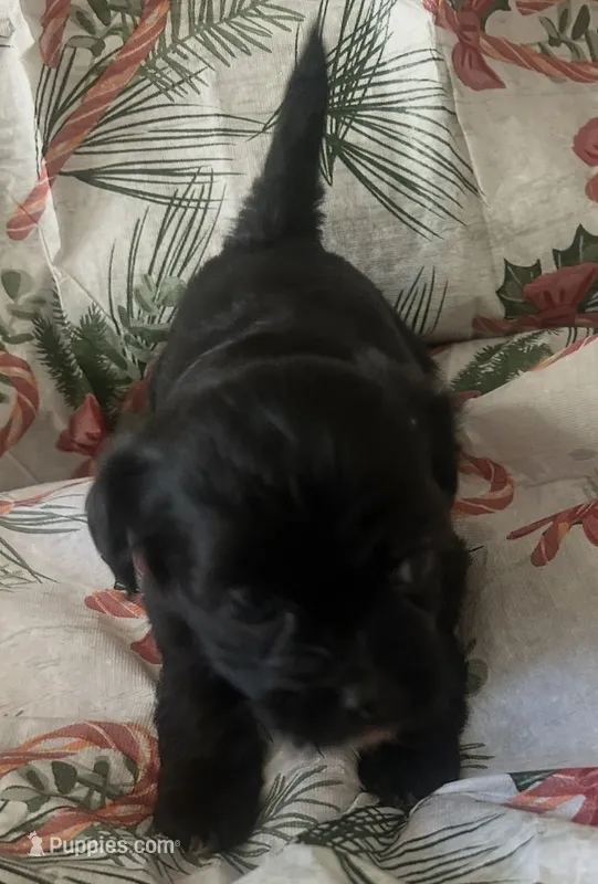 Maltshi Poo  – Mal Shi puppy for sale in Los Angeles, CA