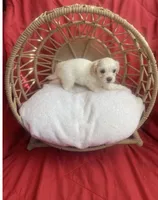 Maltshi poo , a female Mal Shi for sale in Los Angeles, CA – 4 of 7