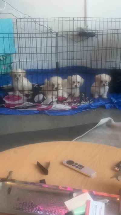 Maltshi poo , a male Maltipoo for sale in Los Angeles, CA – 2 of 2