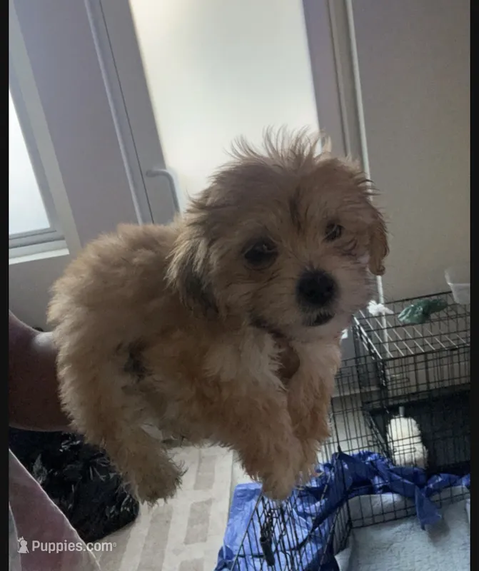 Maltshi poo  – Maltipoo puppy for sale in Los Angeles, CA