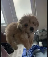 Maltshi poo , a male Maltipoo for sale in Los Angeles, CA – 1 of 2