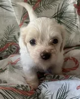 Maltshi poo , a female Mal Shi for sale in Los Angeles, CA – 5 of 7