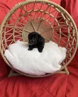 Maltshi poo , a female Mal Shi for sale in Los Angeles, CA – 1 of 7