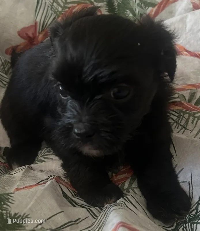 Maltshi Poo – Maltese puppy for sale in Los Angeles, CA