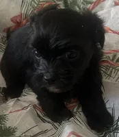 Maltshi Poo, a female Maltese for sale in Los Angeles, CA – 1 of 3