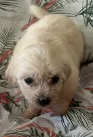 Maltshi poo , a female Mal Shi for sale in Los Angeles, CA – 3 of 7