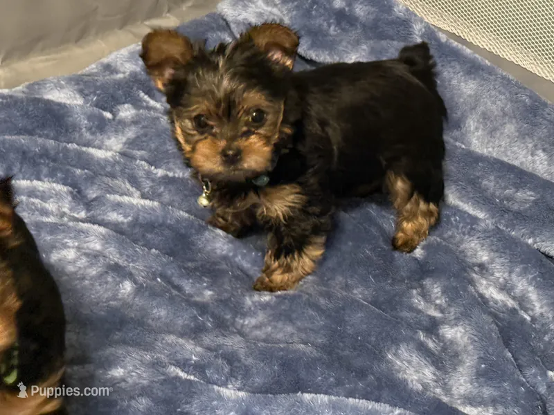 CKC Yorkie Boy