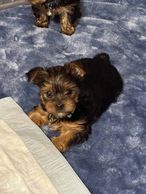 CKC Yorkie Boy