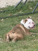 Jamón, a male English Bulldog for sale in Egg Harbor Township, NJ – 5 of 6