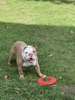 Jamón, a male English Bulldog for sale in Egg Harbor Township, NJ – 4 of 6