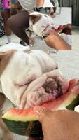 Jamón, a male English Bulldog for sale in Egg Harbor Township, NJ – 2 of 6