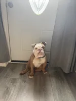 Jamón, a male English Bulldog for sale in Egg Harbor Township, NJ – 3 of 6
