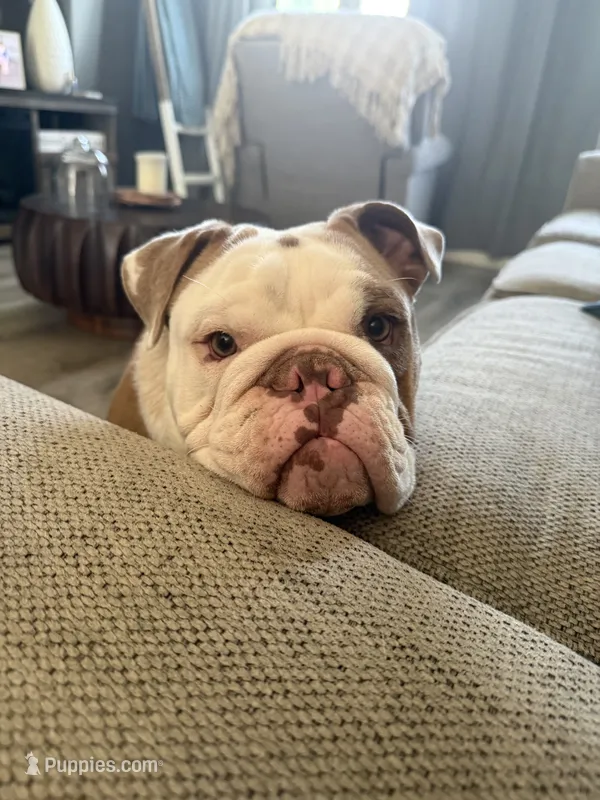 Jamón – English Bulldog puppy for sale in Egg Harbor Township, NJ