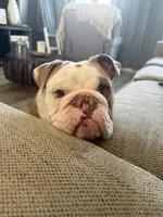 Jamón, a male English Bulldog for sale in Egg Harbor Township, NJ – 1 of 6