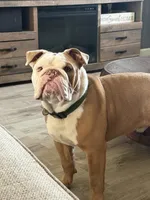 Jamón, a male English Bulldog for sale in Egg Harbor Township, NJ – 6 of 6