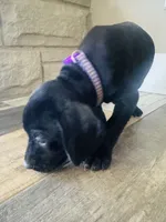Lana Del Ray (Dark Purple)--Mags' & Finn's Rockstar Pedigree Litter, a female German Shorthaired Pointer for sale in Pasco, WA – 2 of 5
