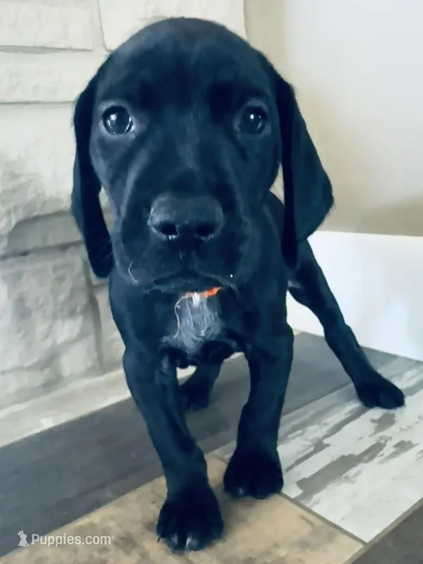 Ozzy (Orange)--Mags' & Finn's Rockstar Pedigree Litter – German Shorthaired Pointer puppy for sale in Pasco, WA